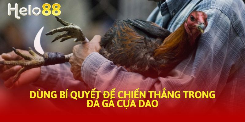 Dùng bí quyết để chiến thắng trong đá gà cựa dao