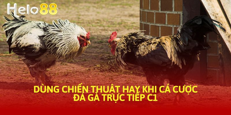 Dùng chiến thuật hay khi cá cược đá gà trực tiếp C1