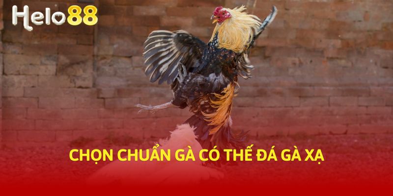 Chọn chuẩn gà có thế đá gà xạ