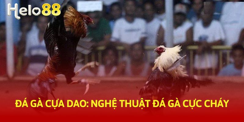 đá gà cựa dao