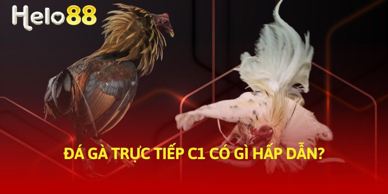 Đá gà trực tiếp C1 có gì hấp dẫn?