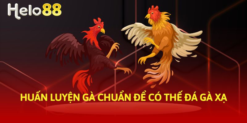 Huấn luyện gà chuẩn để có thế đá gà xạ