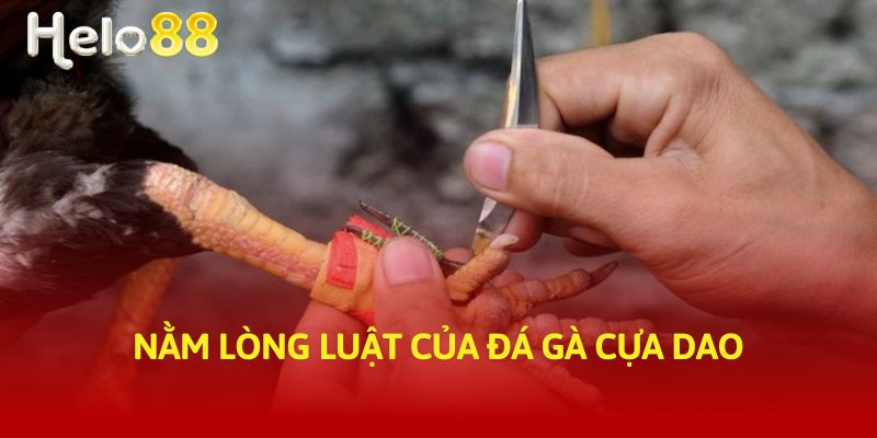 Nằm lòng luật của đá gà cựa dao