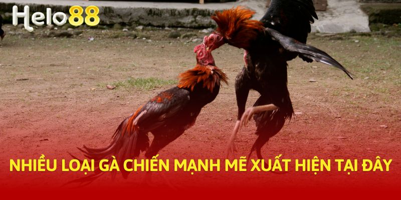 Nhiều loại gà chiến mạnh mẽ xuất hiện tại đây