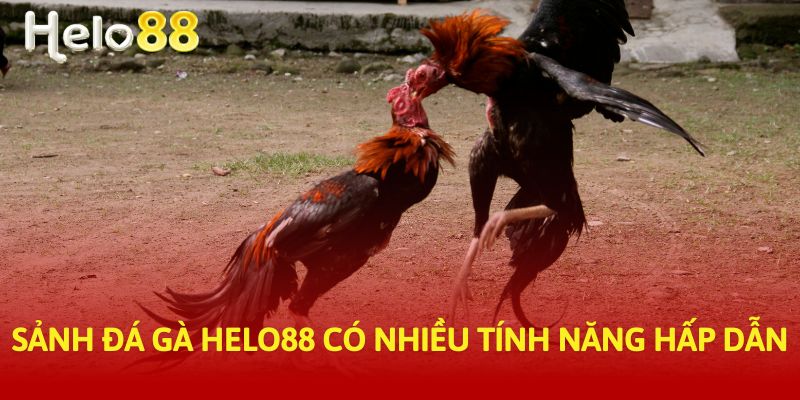 Sảnh đá gà Helo88 hấp dẫn