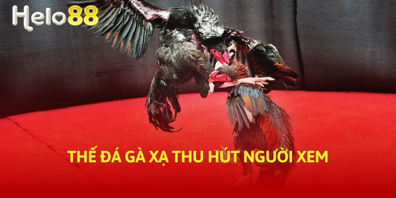 Thế đá gà xạ thu hút người xem