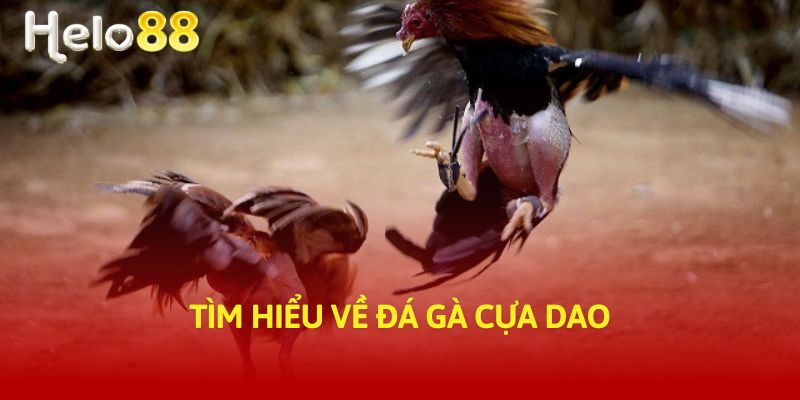 Tìm hiểu về đá gà cựa dao