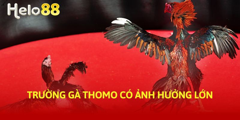 Trường gà Thomo có ảnh hưởng lớn