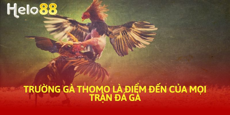 Trường gà Thomo là điểm đến của mọi trận đá gà