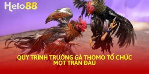 trường gà thomo